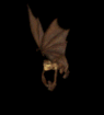 bat-big.gif