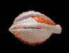 bigeye.gif